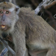 Illustration for article titled Macaques use synchronized sex to keep alpha males at bay